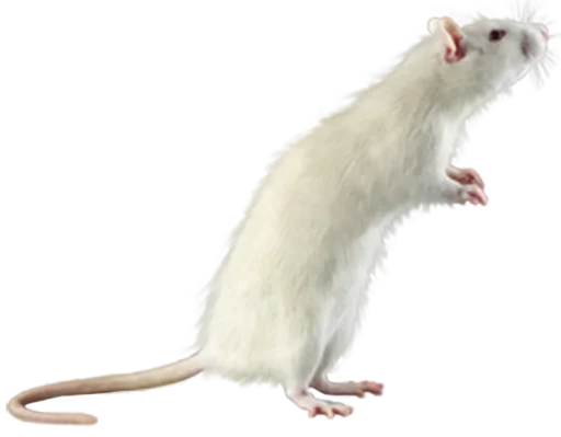 Стикер 🐀🐸 крыски, жабки