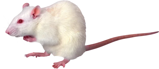 Стикер 🐀🐸 крыски, жабки