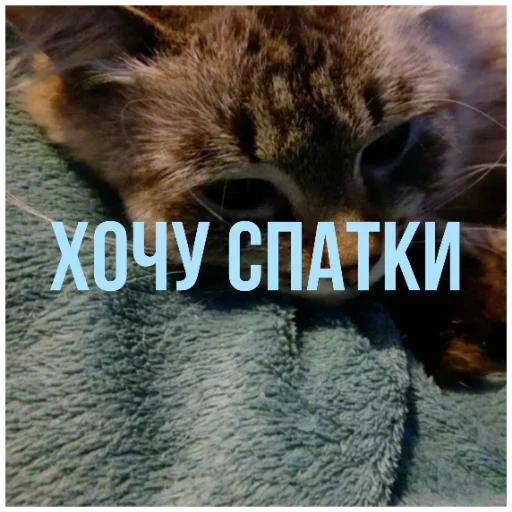Стикер Chatters