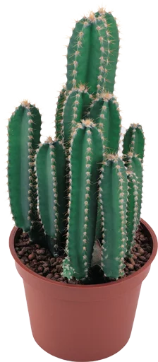 Стикер Real Emoji