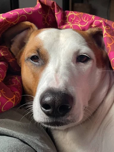 Стикер ричик