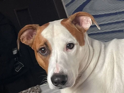 Стикер ричик