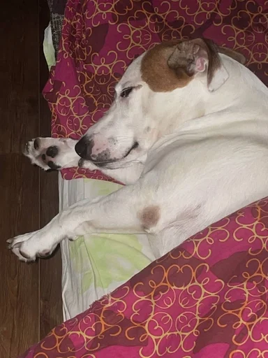 Стикер ричик