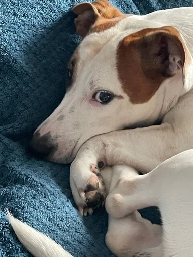 Стикер ричик