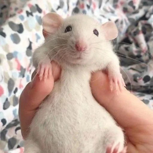 Стикер ˗ˋˏ ʀᴀᴛs ˎˊ-