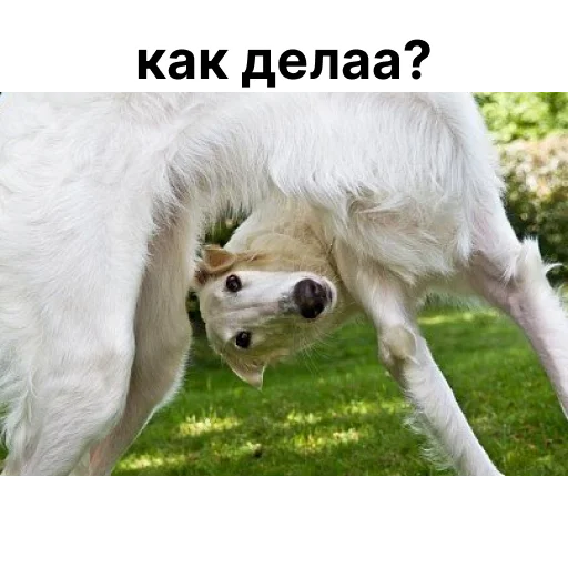 Стикер носатый пак