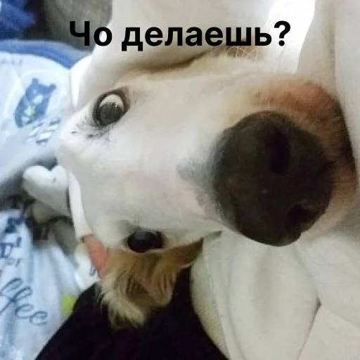 Стикер носатый пак