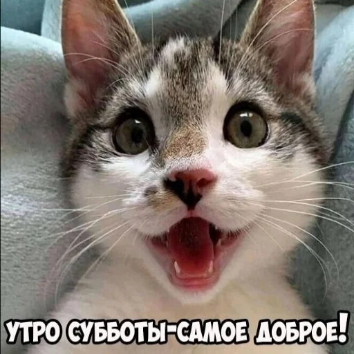 Стикер seals 2