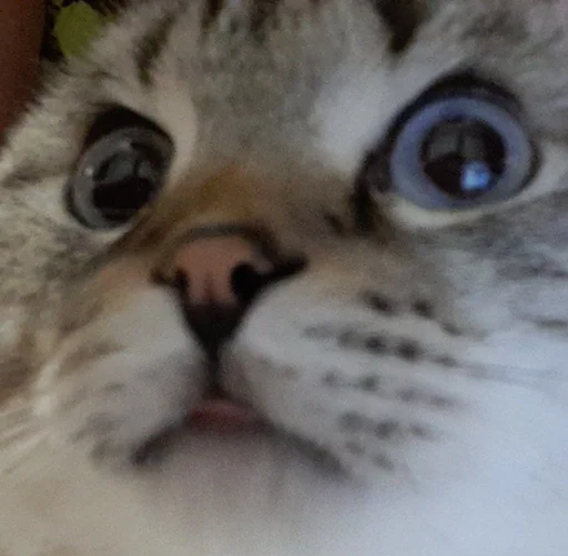 Стикер Сэмик кот