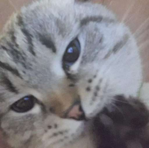 Стикер Сэмик кот