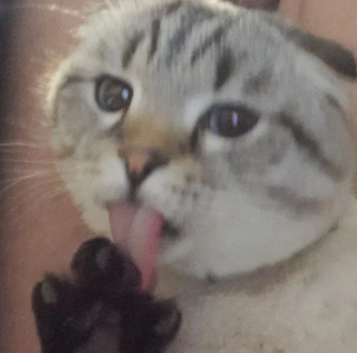 Стикер Сэмик кот