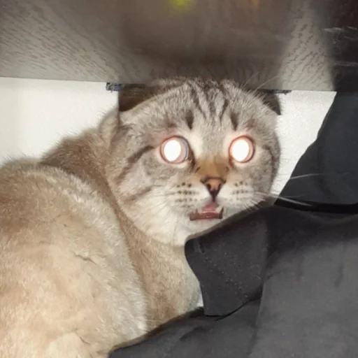 Стикер Сэмик кот