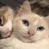 Эмодзи paired cats