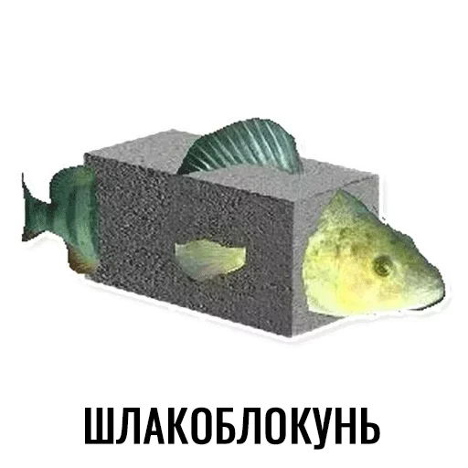 🐟