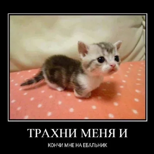 Стикер shlrona