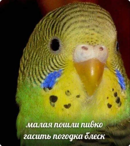 Стикер Шучу как хочу