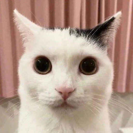 Стикер silly kitty