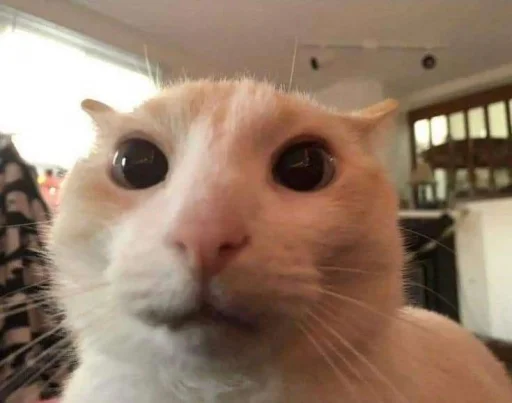 Стикер silly kitty