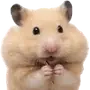 Эмодзи silly hamsters