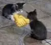Стикер глупые коты