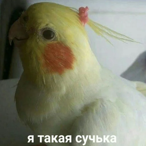 Стикер тупые мемы