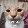 🙀