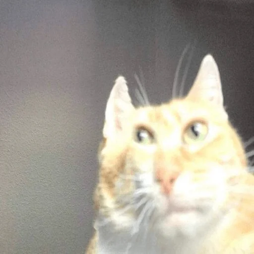 Стикер мемные животные