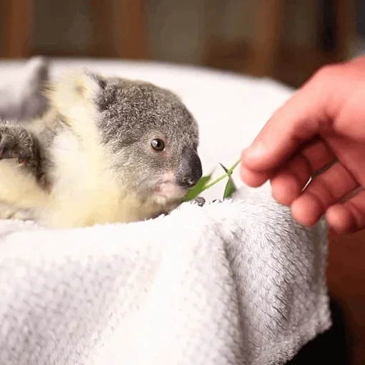 Стикер small coala from Perth