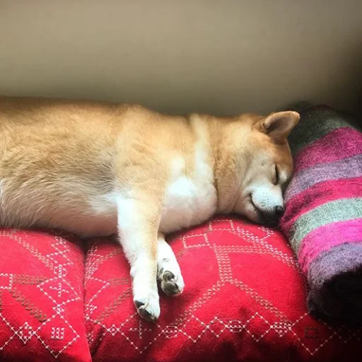 Стикер sobakens