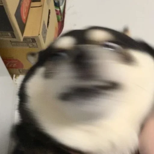 Стикер sobakens