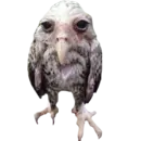 🦉