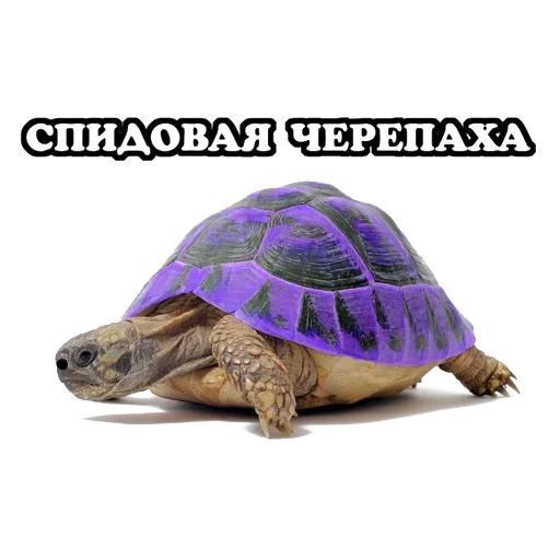 Стикер Sparrow