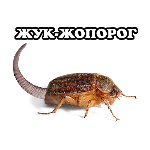 Стикер Sparrow