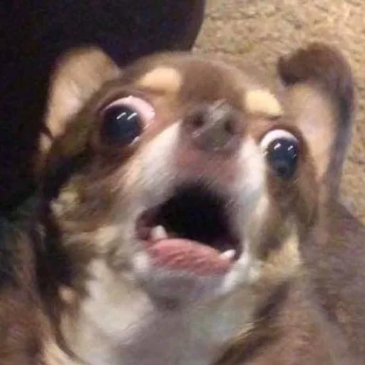 Стикер Песели