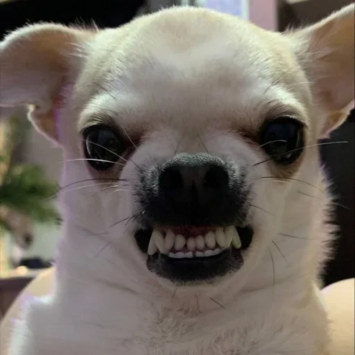 Стикер Песели