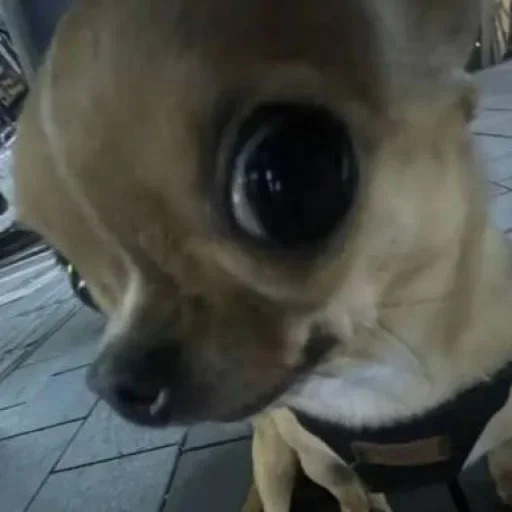 Стикер Песели