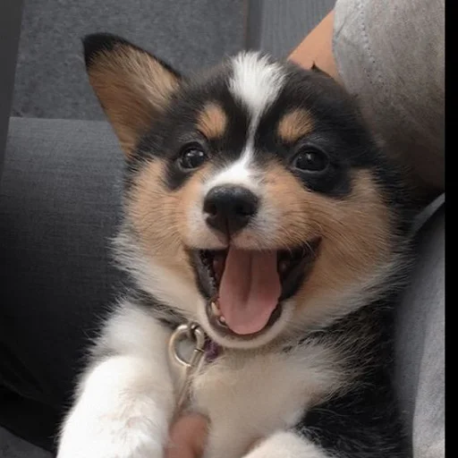 Стикер Собаки