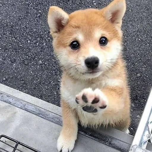 Стикер Собаки