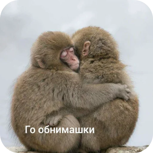 Стикер Monkeys