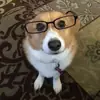 🐶