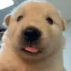 Стикер Dogs