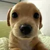 Стикер Dogs