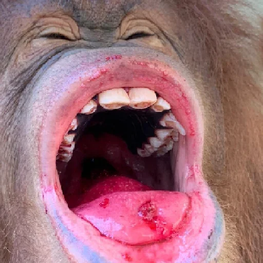 Стикер sweetbaboons