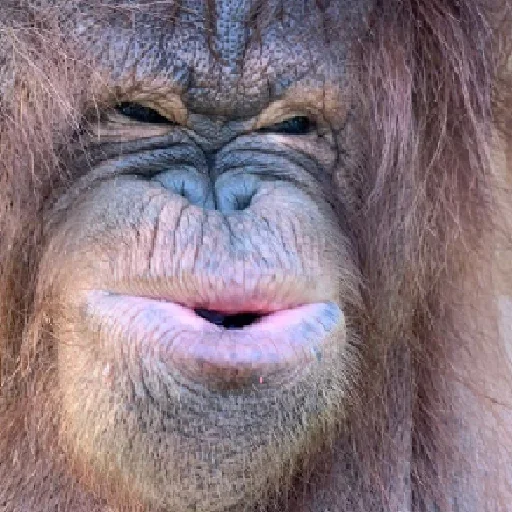 Стикер sweetbaboons