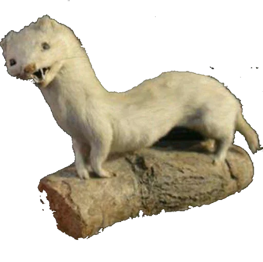 Стикер taxiderm