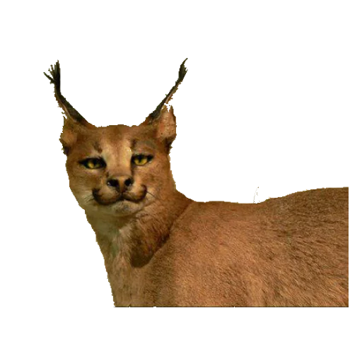 Стикер taxiderm