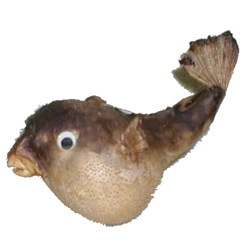 Стикер taxiderm