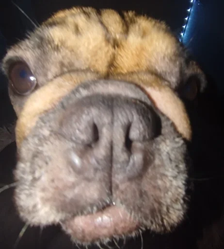 Стикер кинню тейси