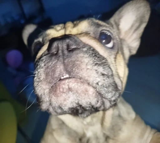 Стикер кинню тейси