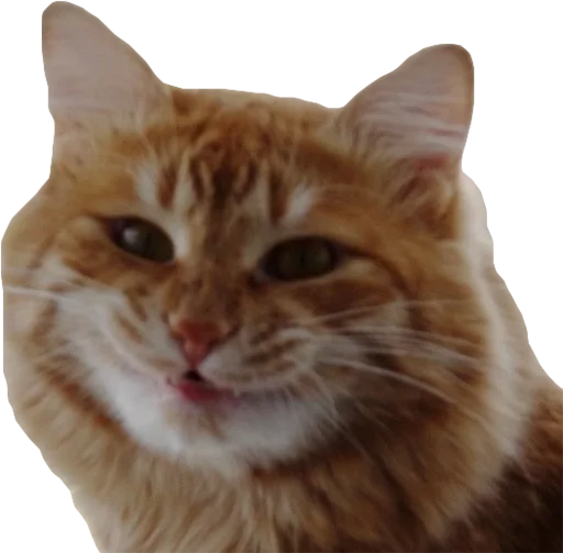 Стикер Эти ебучие коты